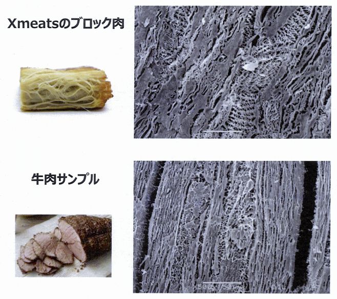 Xmeatsブロック肉と牛肉サンプルの電子顕微鏡による繊維質比較