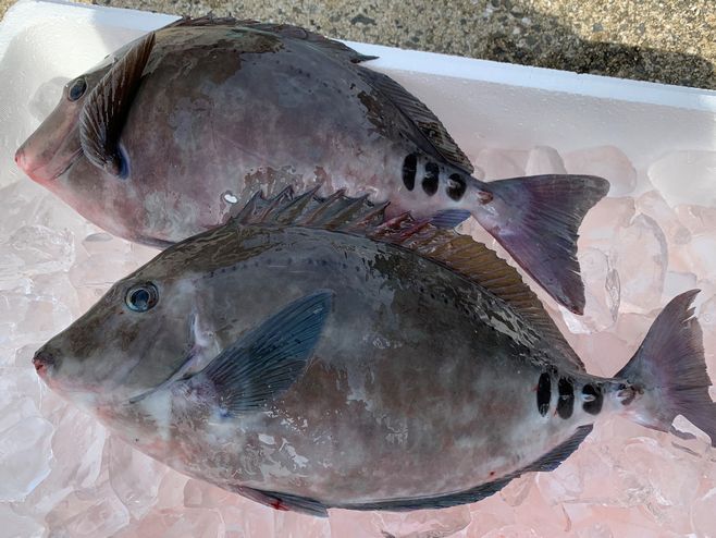 駆除対象魚のニザダイ