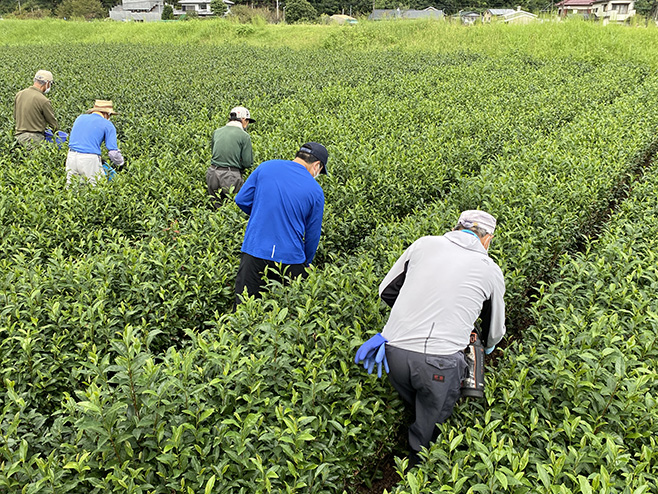 足久保ティーワークス茶農業協同組合での作業の様子