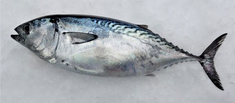くら寿司 幻のレア魚「スマガツオ」大手初の全国発売、身質は“全身トロ”、味は“カツオとマグロの中間” | 食品産業新聞社ニュースWEB
