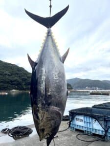 ベイシア生鮮福袋2023「三重県熊野産 生本まぐろ1尾分」