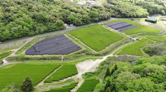 「桃翠園」茶畑