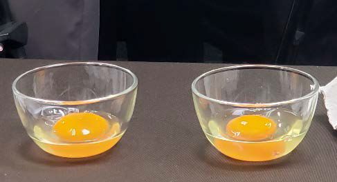 左がオボムコイドを含まない卵で、右は通常の卵。見た目に違いは見られない。