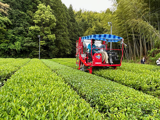 「萎凋緑茶」をつくる茶畑では「颯」にも使用される品種「べにふうき」など栽培