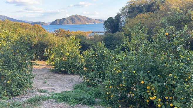 契約農園は日当たりが良く、瀬戸内海がのぞめる