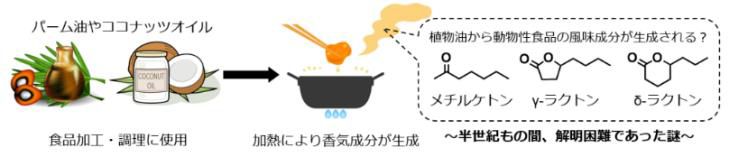 日清オイリオグループ、植物油の加熱で動物性香気成分が生成するメカニズムを解明