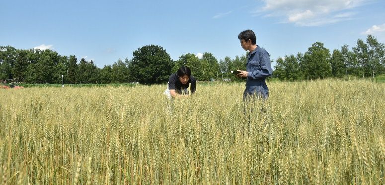 北海道産新ブランド小麦「えふのちから」生産