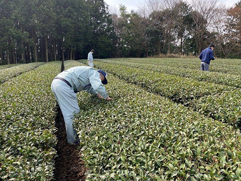 農業生産に由来する環境負荷の低減と水資源の保全を目的とした静岡県掛川市の取り組みを2025年に開始