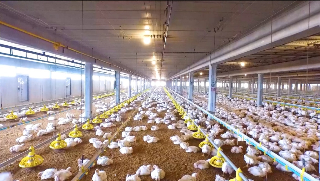 飼育方法からこだわった鶏肉を使用