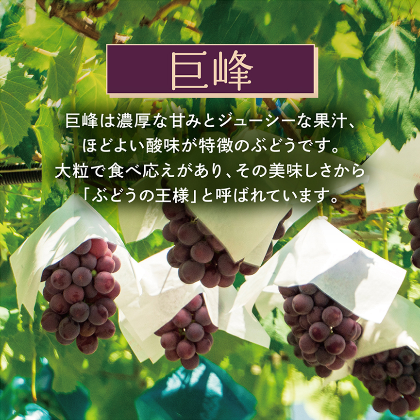 ぶどうの王様「巨峰」
