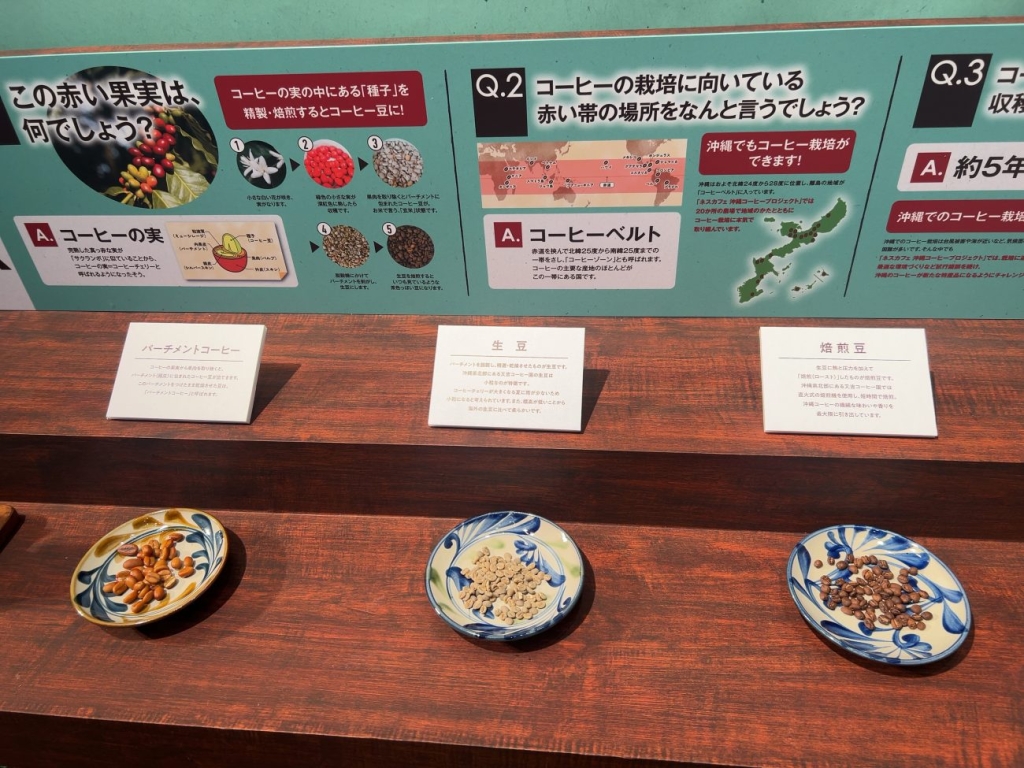 沖縄産のコーヒー豆も展示