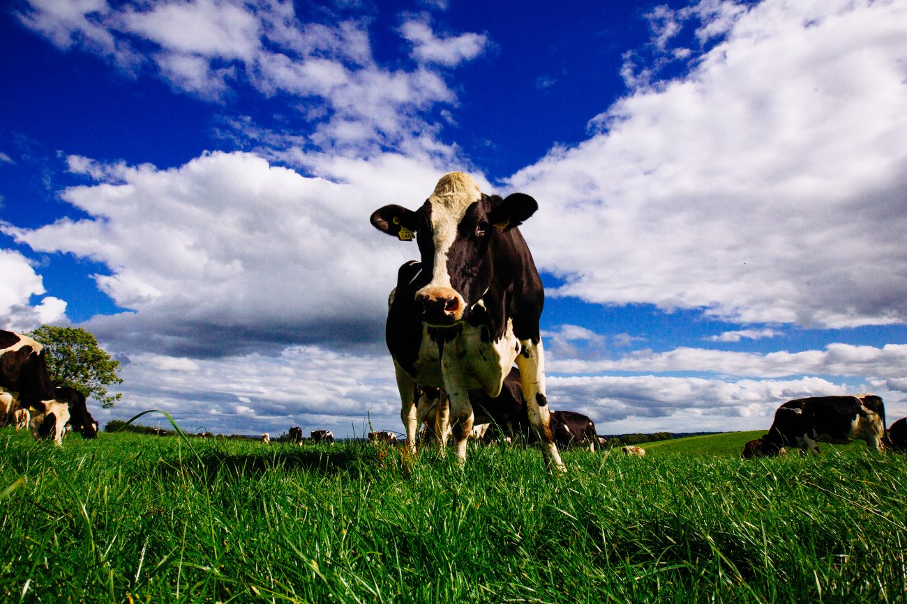 アイルランド産乳製品の対日輸出量・金額は10年前に比べ300％超に