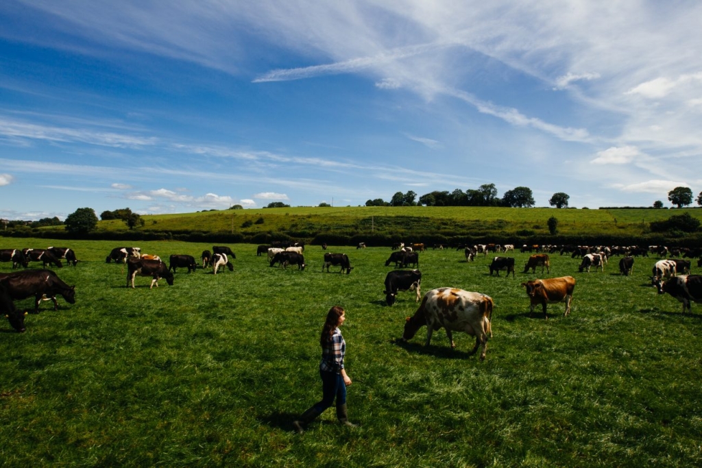 乳牛は年平均240日間を牧草地で過ごす