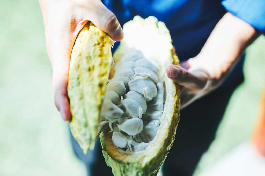 カカオフルーツ イメージ