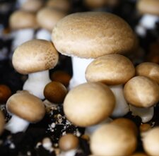 とかちマッシュ(北海道産)※「とかちマッシュ」は鎌田商事株式会社の商標登録