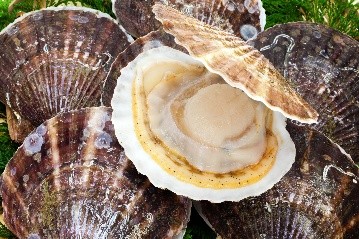 帆立(北海道産)