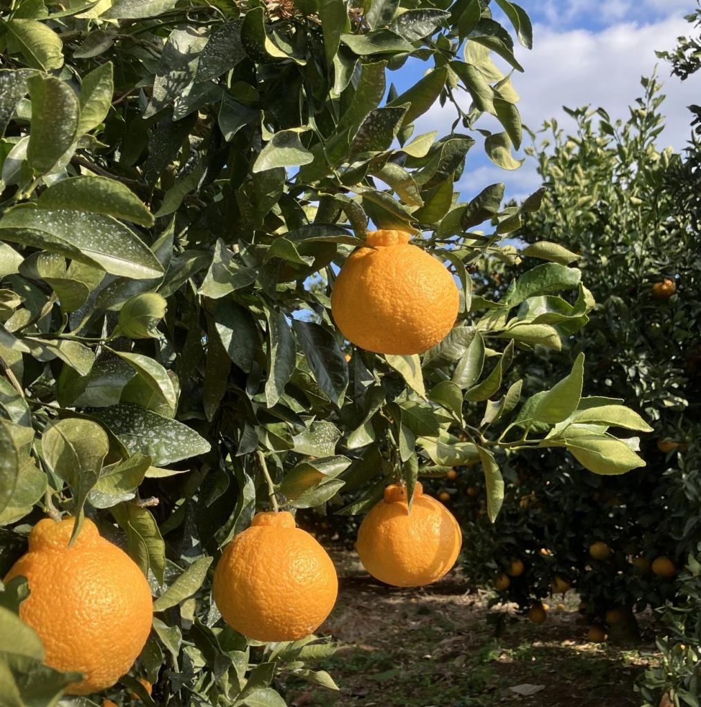 熊本県産の柑橘「不知火（しらぬい）」