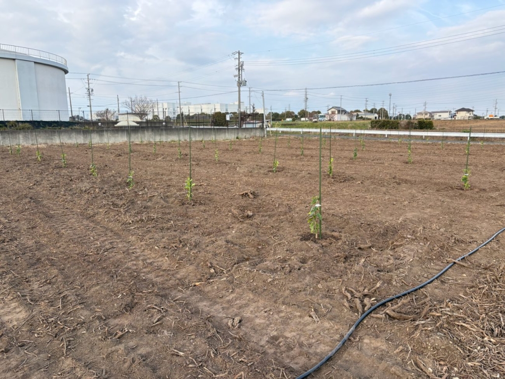 静岡県磐田市の圃場 約4haに約2000本のレオン苗木を定植