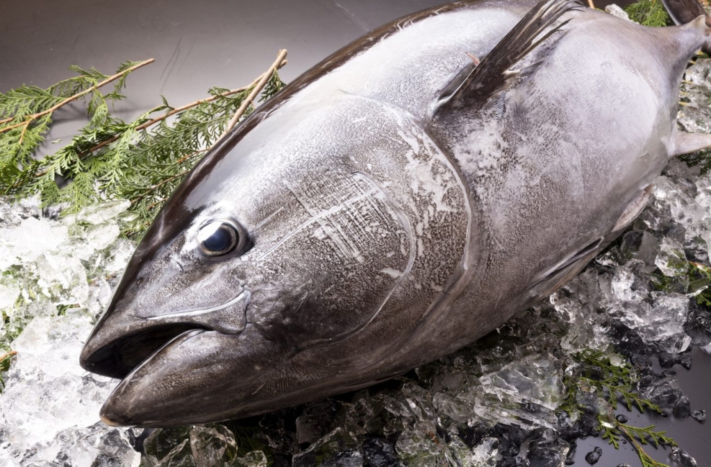 本まぐろ魚体イメージ