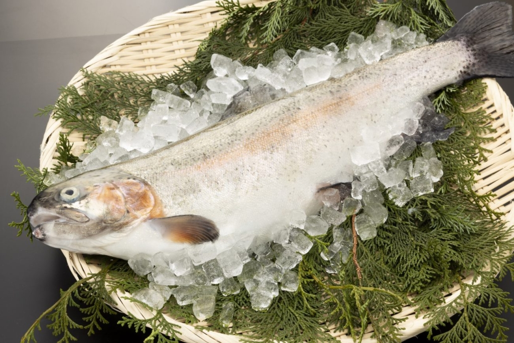 ホワイト富士山サーモン魚体イメージ