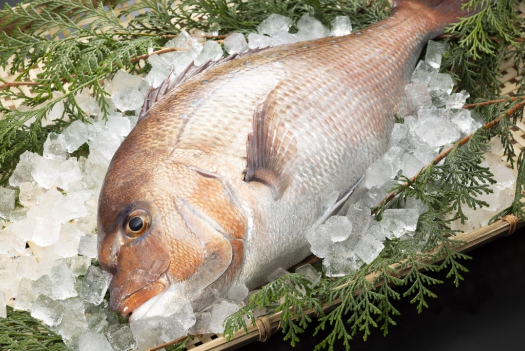 黒潮真鯛魚体イメージ