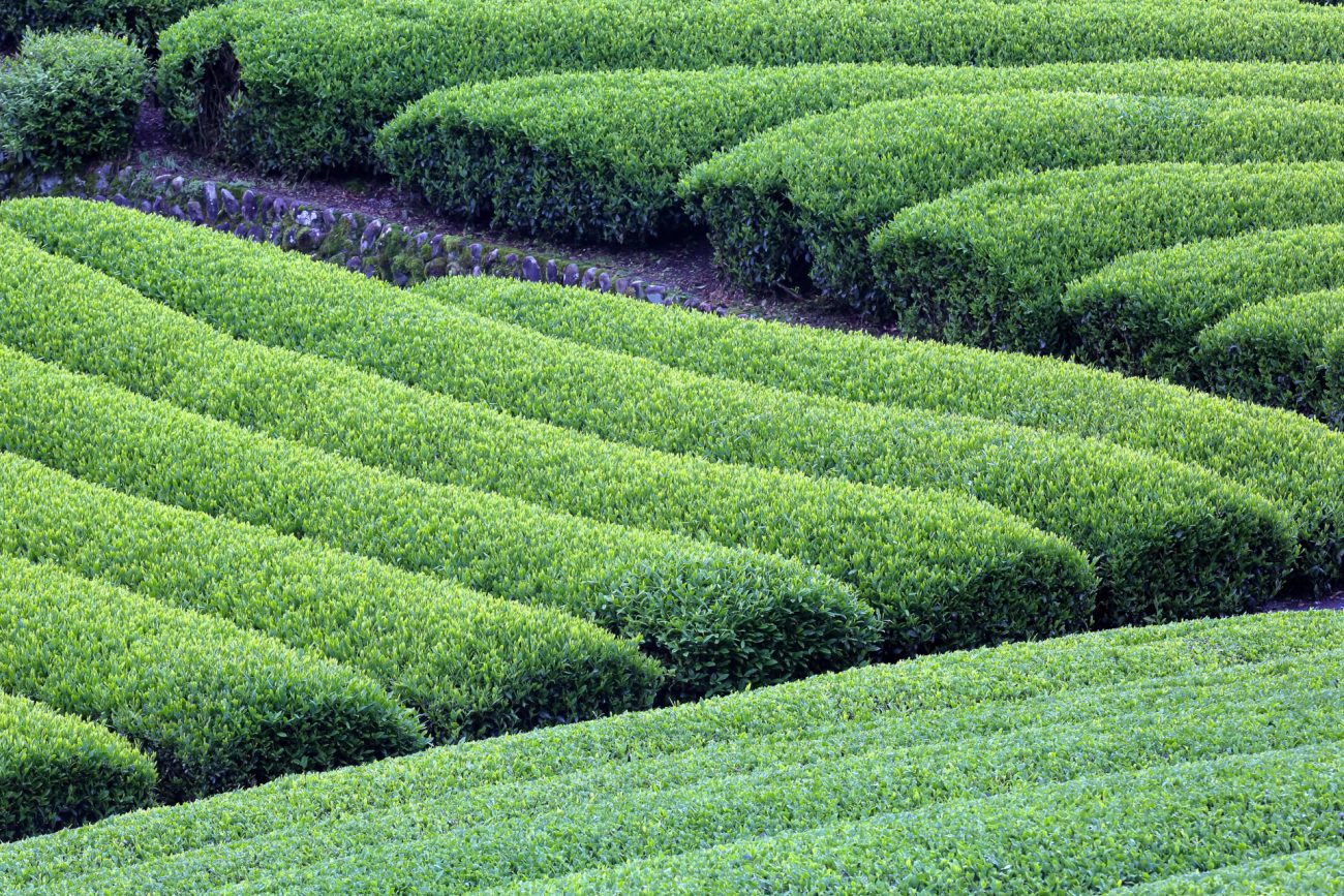 伊藤園が日本茶の持続的な発展に向けた取り組みを発表（画像はイメージ）