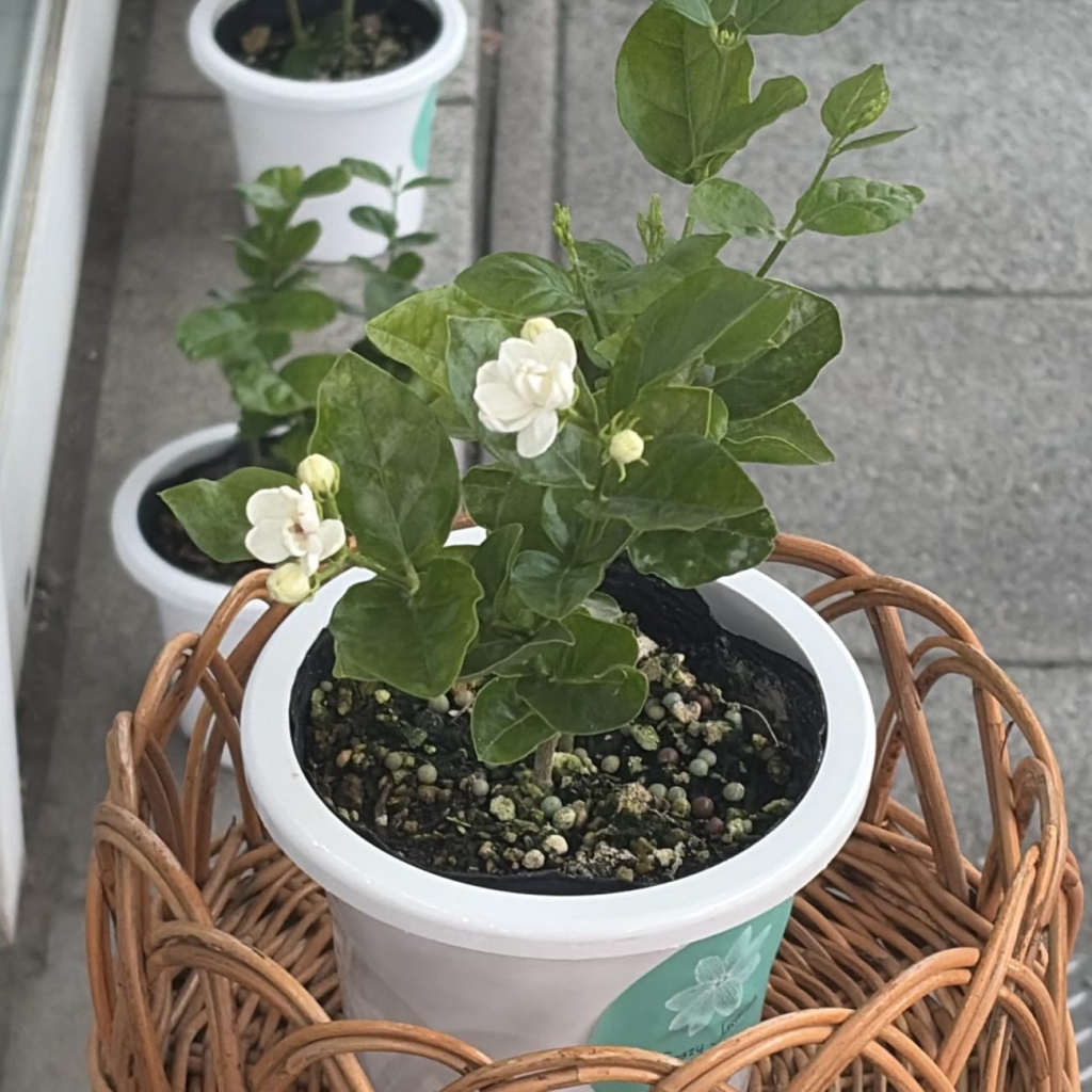店舗にあるジャスミンの花。咲きたての香りを再現することがブランドの原点になった