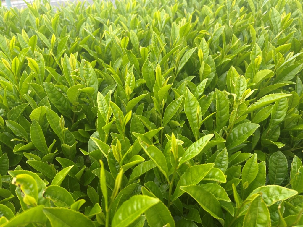 瑞々しく芽吹く茶の葉