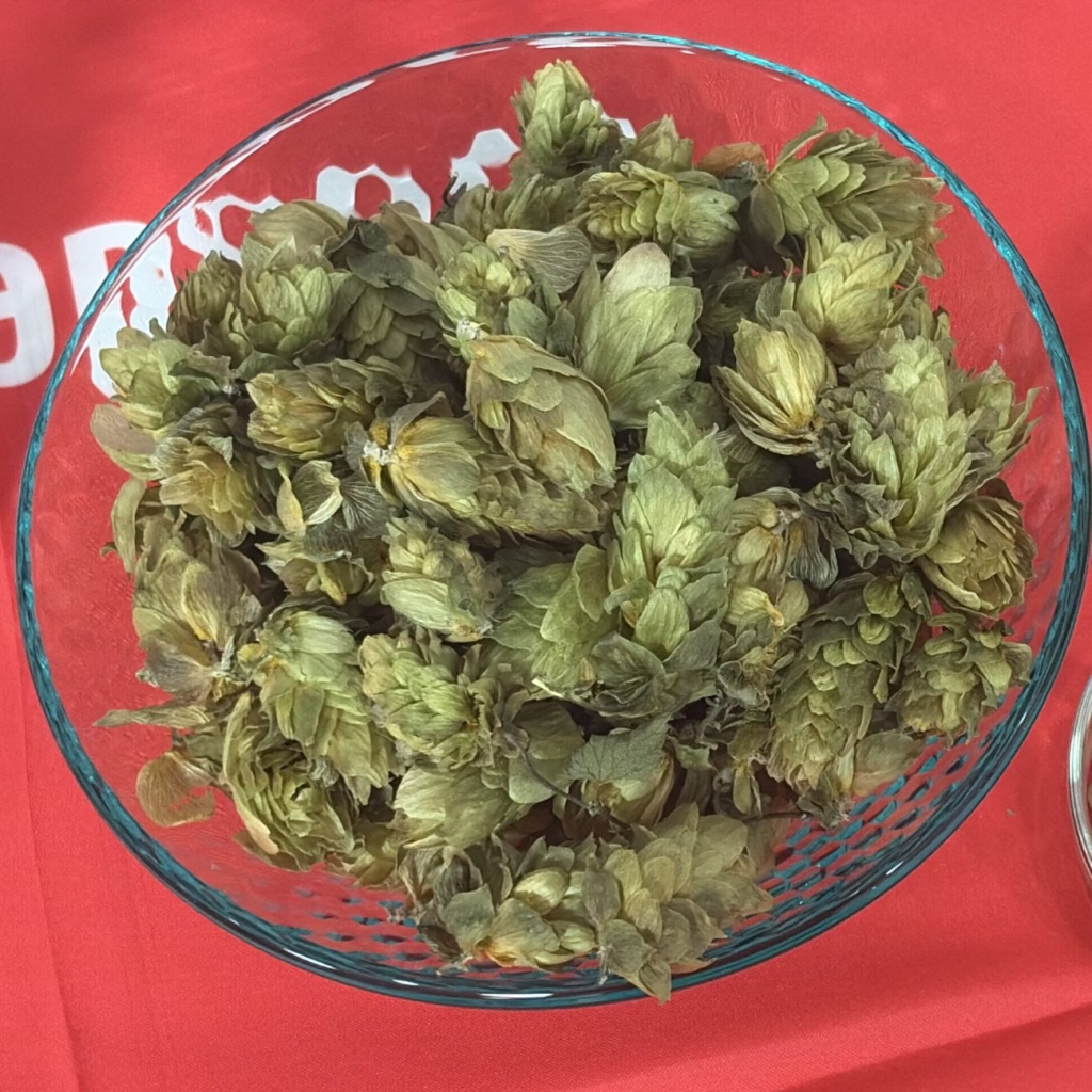 サッポロビールが14年かけて開発した独自品種「フラノビューティ」