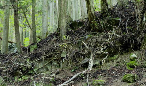 飯能市白岩・山中エリアでは、手入れ不足のスギ・ヒノキ人工林やニホンジカの増加による食害が課題に
