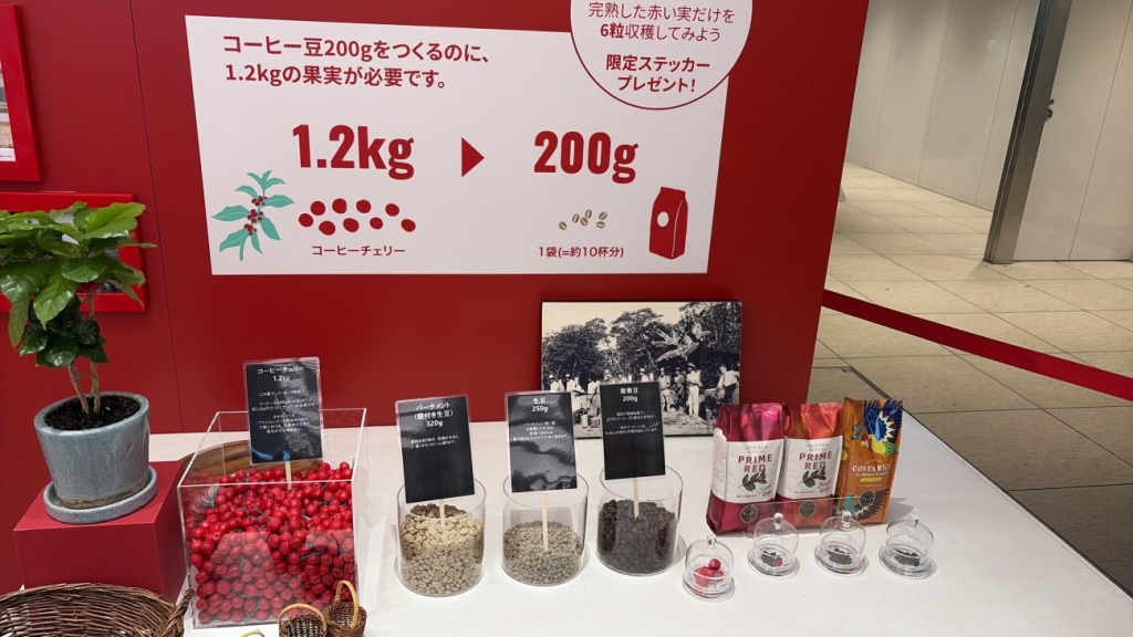 コーヒー豆200gに約1.2kgのコーヒーチェリー(実)が必要なことを紹介する展示