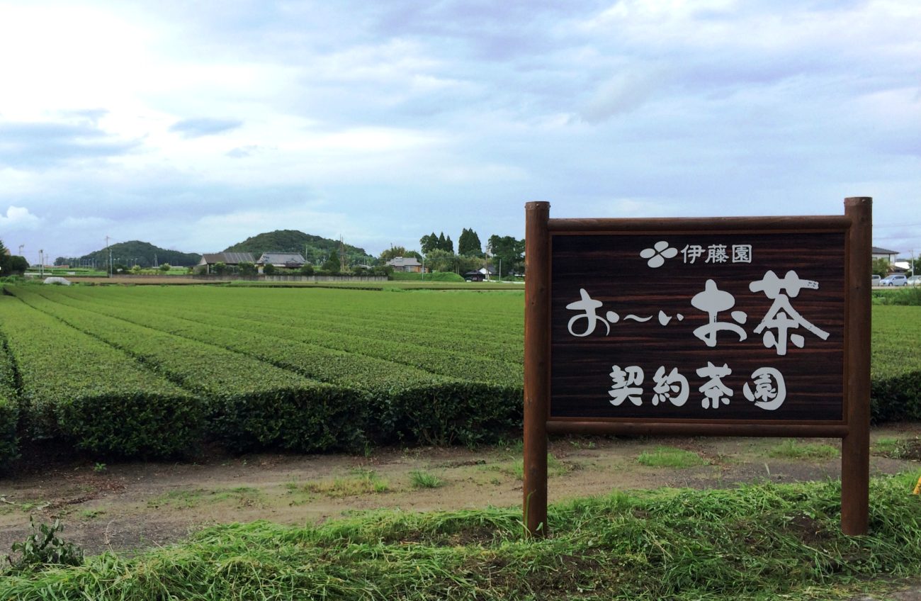 伊藤園の「お～いお茶」契約茶園
