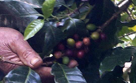 吉玉会長の農園には赤いコーヒー果実が実る