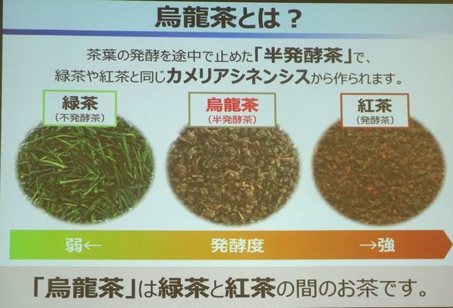 「烏龍茶とは?」(伊藤園資料)