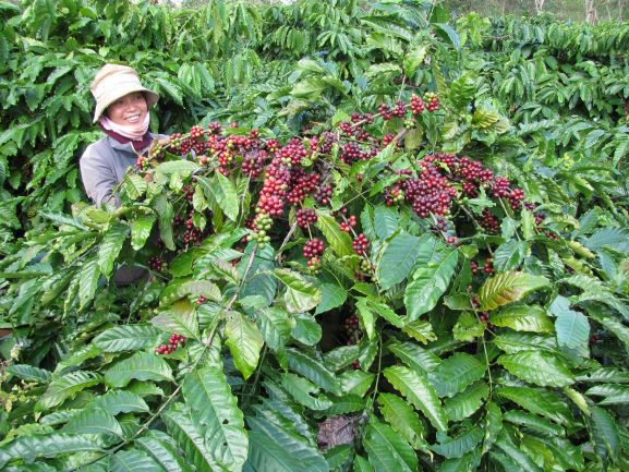 ベトナムのコーヒーの品質向上を支援
