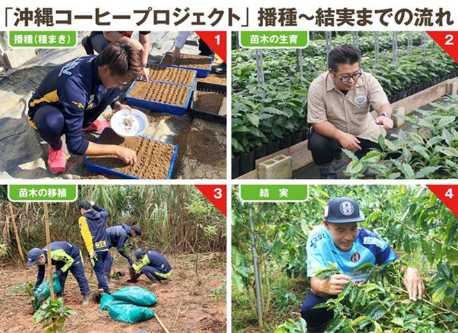 「沖縄コーヒープロジェクト」播種〜結実までの流れ