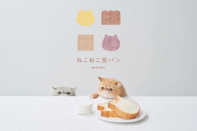 福袋アイテムデザインに使用している「ねこねこ食パン」おなじみの猫「エキゾチックショートヘア」とロゴ