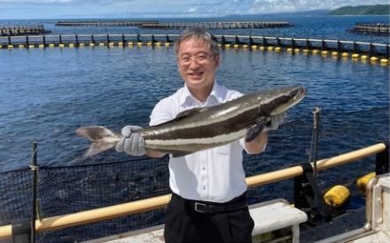 沖縄県産「琉球スギ」(くら寿司)