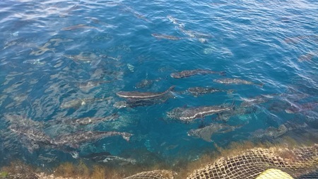 沖縄県産「琉球スギ」養殖の様子(くら寿司)