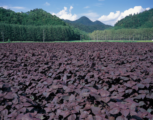 鍛高山とシソ畑、鍛高譚は全量当地のシソを使用している