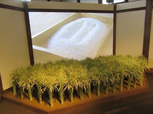 展示スペースには本物の稲が植えられている