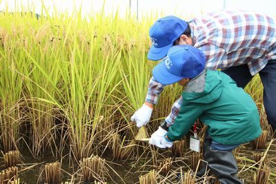 全農栃木県本部、エーコープ関東・Amazonとコラボ稲刈りツアー 「体験型消費」で農畜産物をPR、「楽しい思い出に」