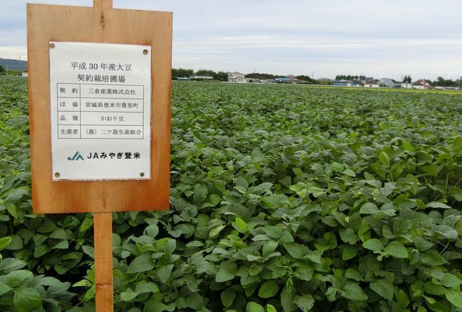 かおり豆の農場